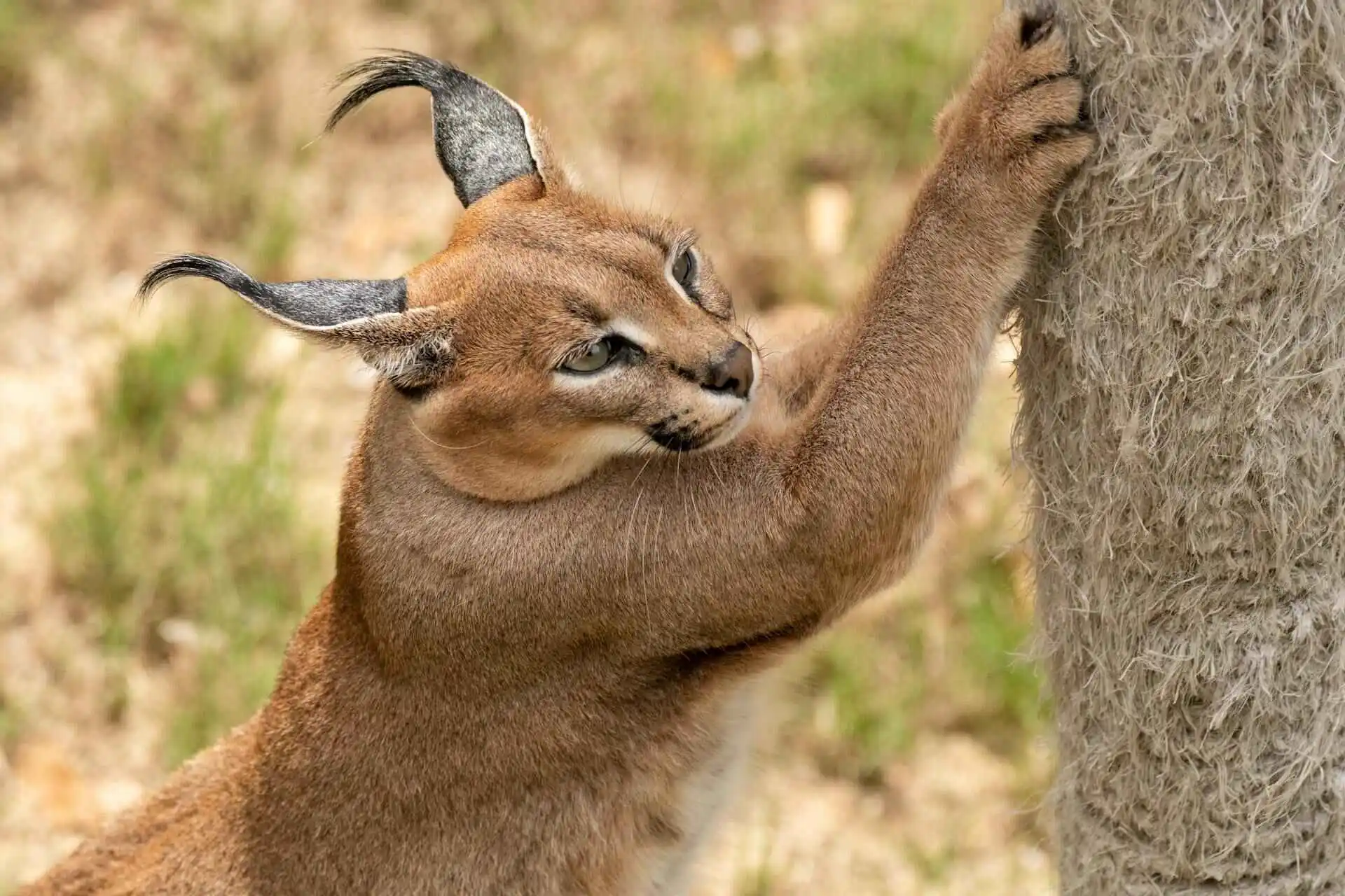 caracal-scratching-on-tree