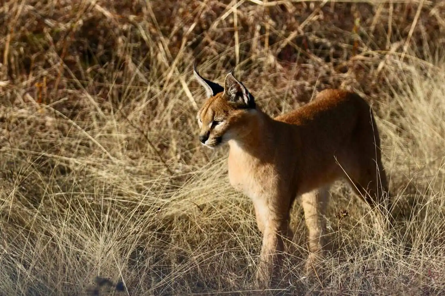caracal-tanding-inbrown-grass