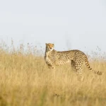 cheetah-in-brown-grass