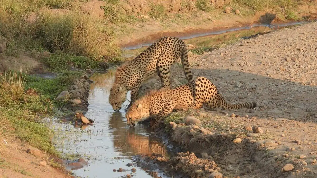 cheetah-drinking-water-from-stream
