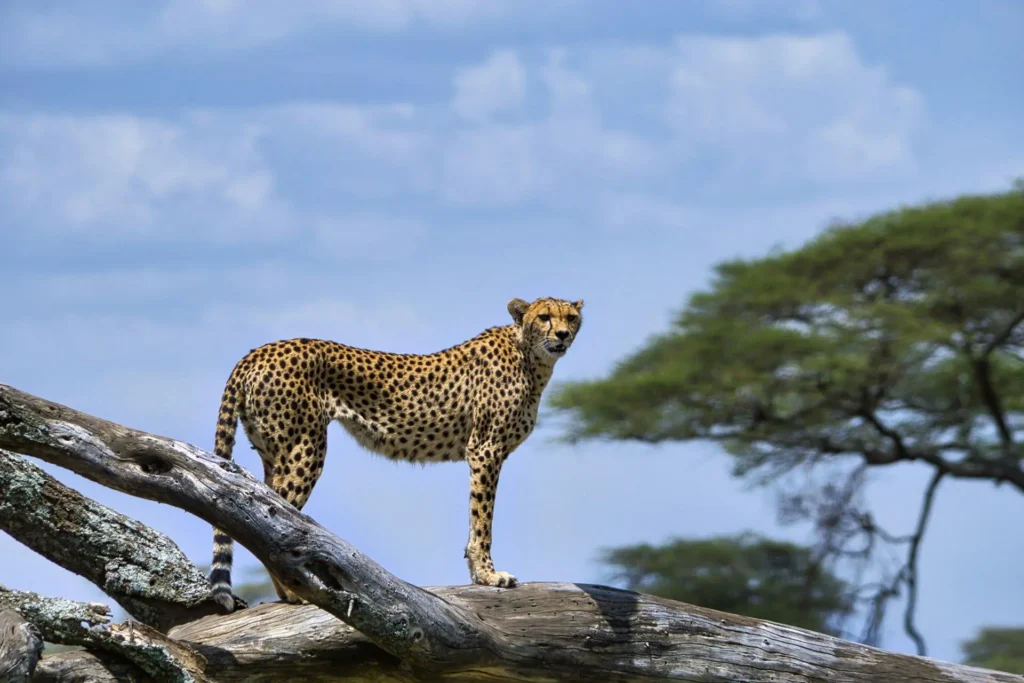 cheetah-in-africa