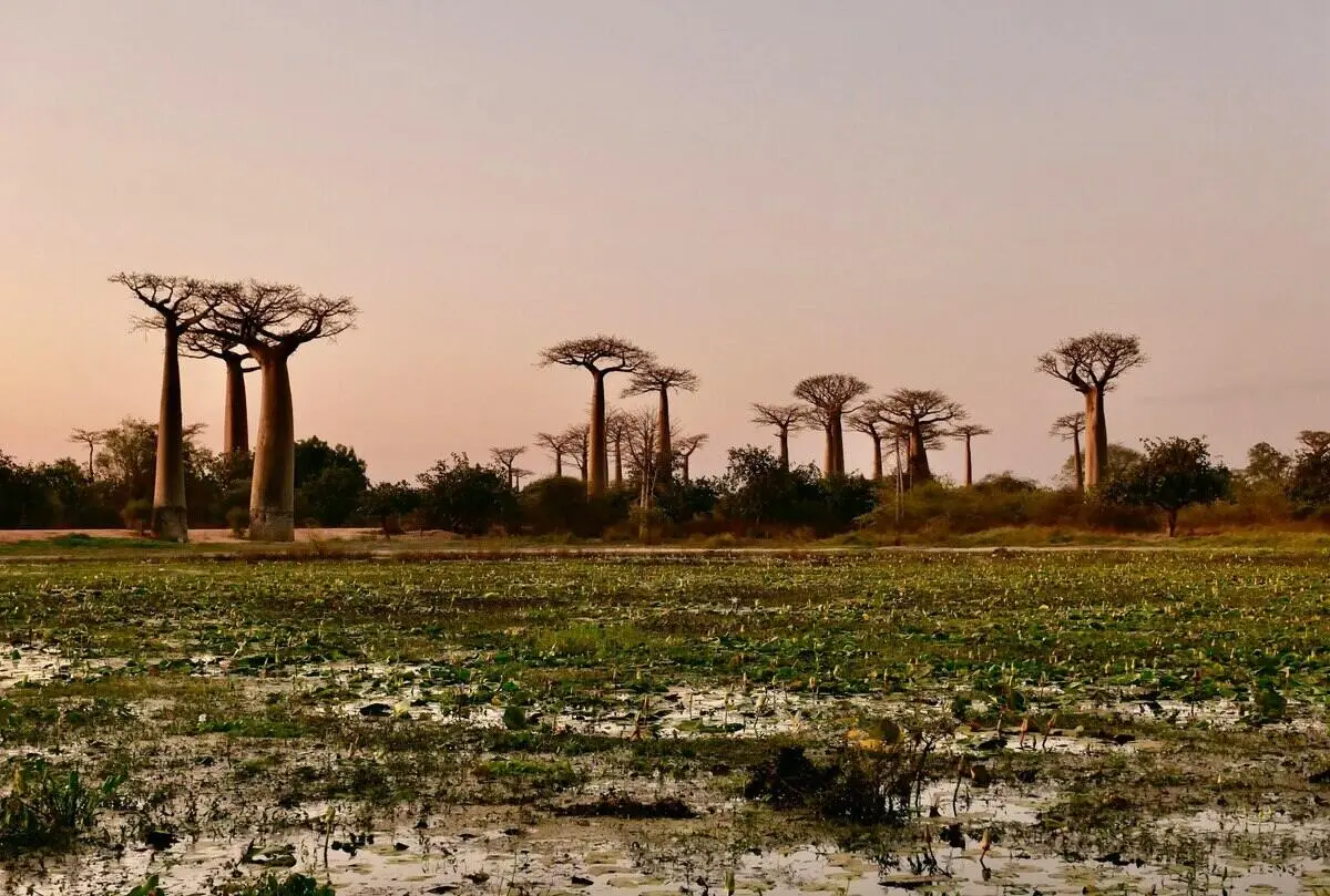 baobab-tree-wetland baobab-tree-wetland