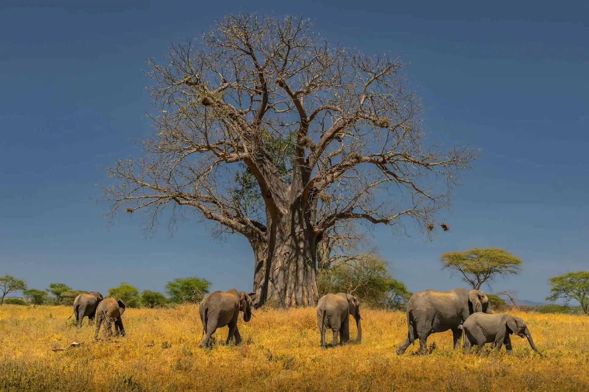 baobab-tree-and-elephants