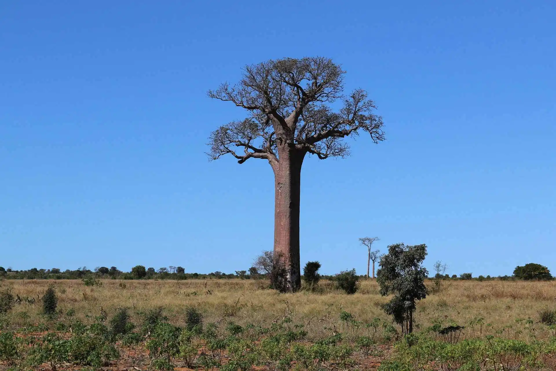 baobab-tree baobab-tree