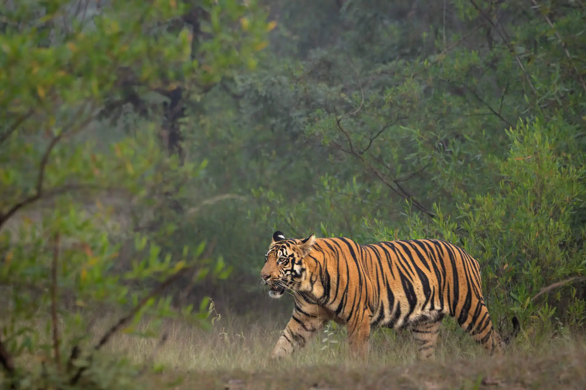 royal-bengal-tiger-india