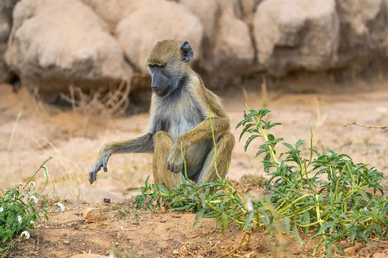 baboon-in-serengeti baboon-in-serengeti
