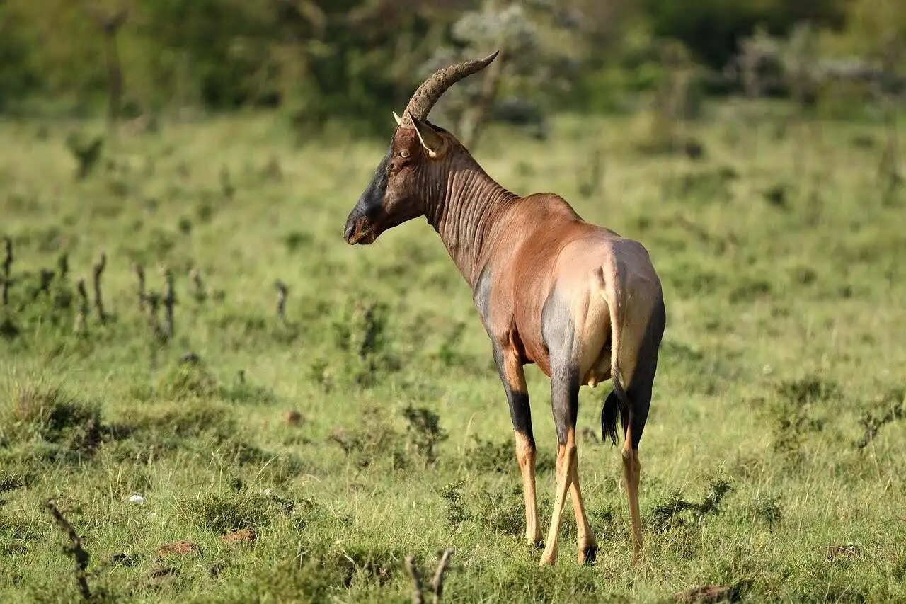 africa-topi-antelope africa-topi-antelope