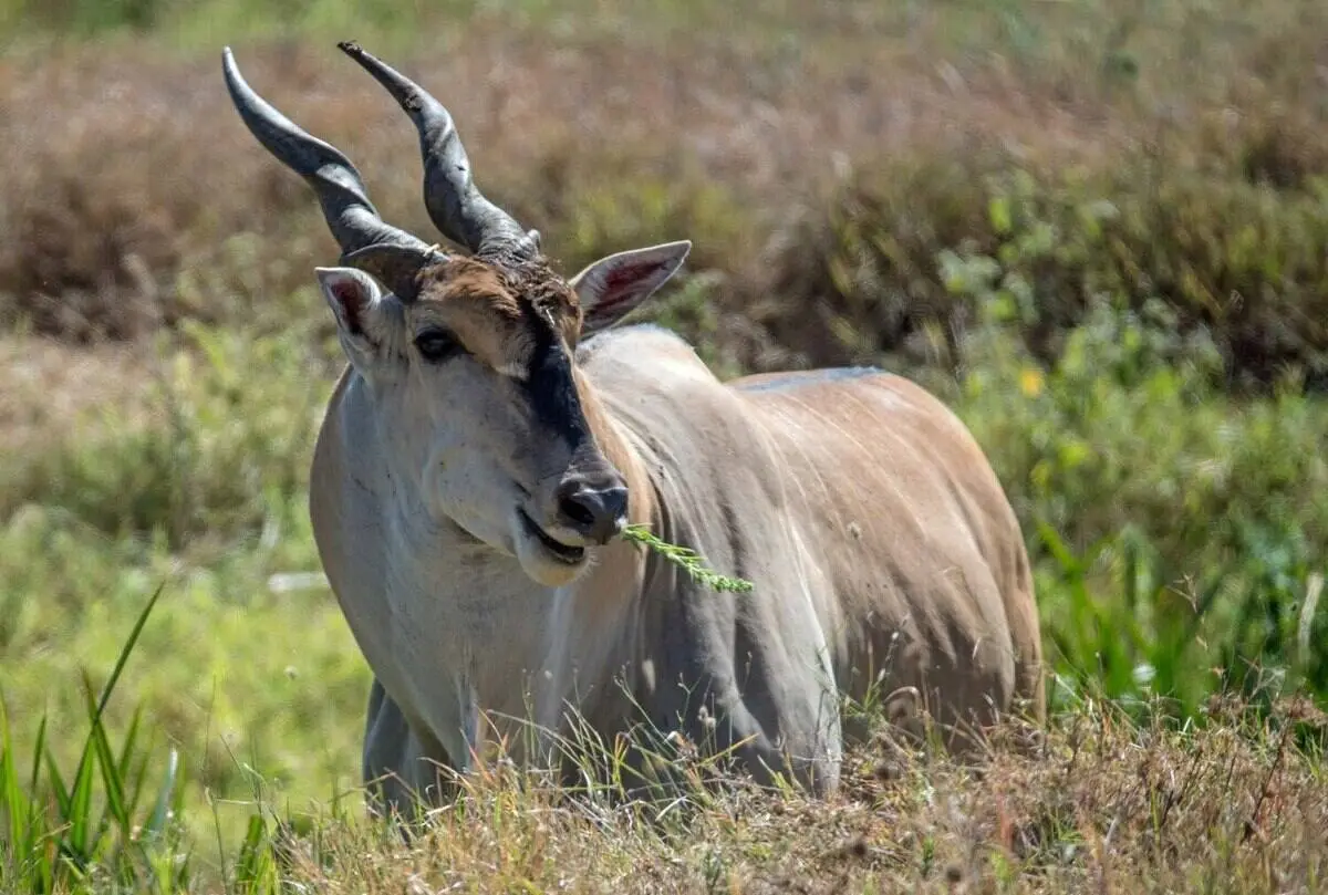 eland-largest-antelope eland-largest-antelope
