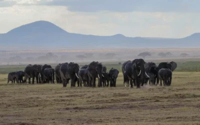 Africa’s Other Wildlife Migrations That Can Rival the Great Migration