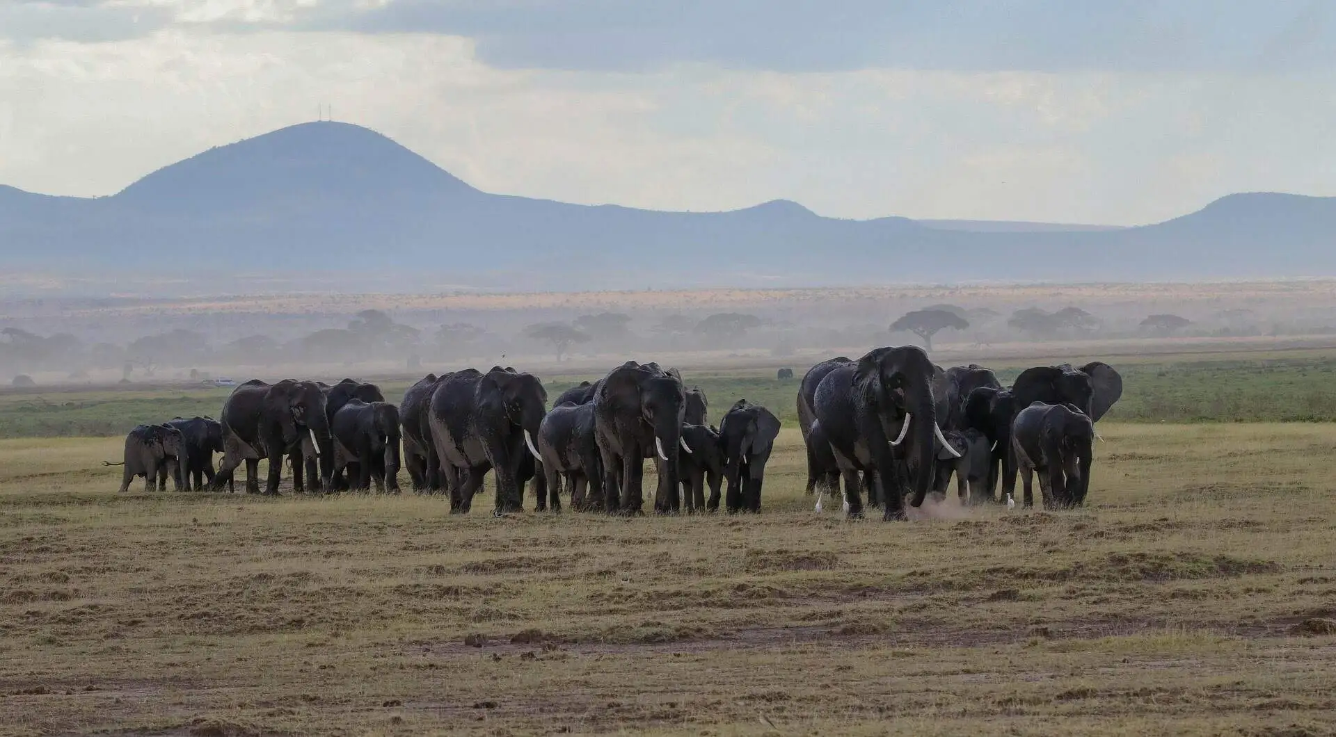 other-wildlife-migration