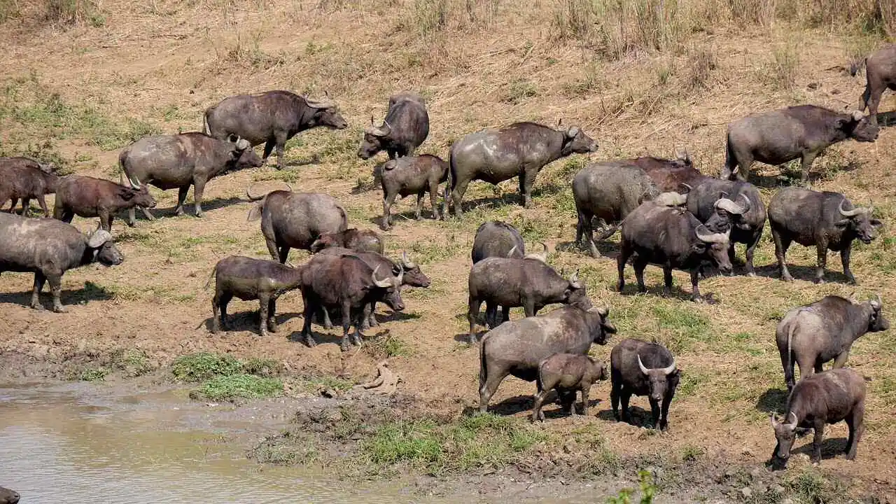 buffalo-migration-south-africa