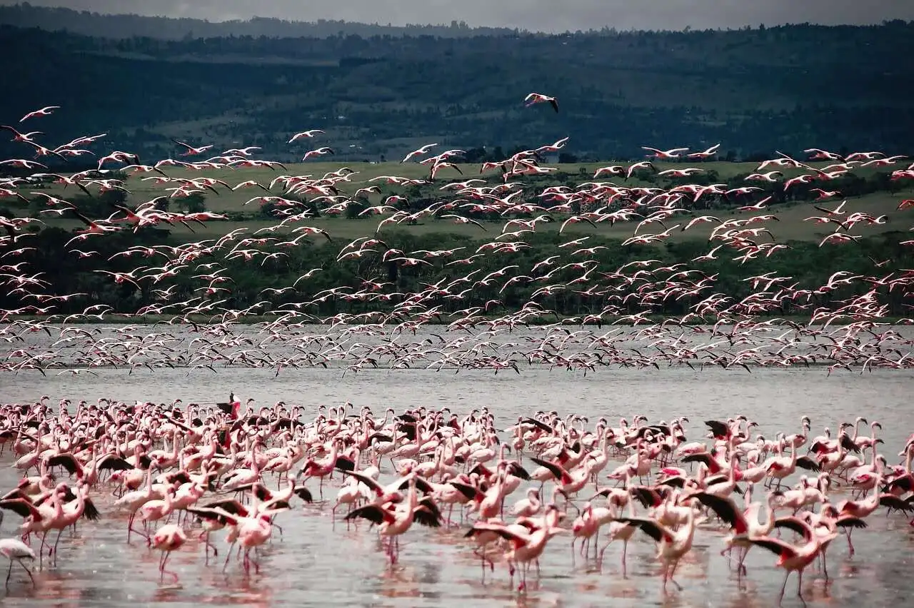 flamingo-migration