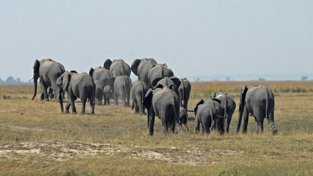elephant-migration