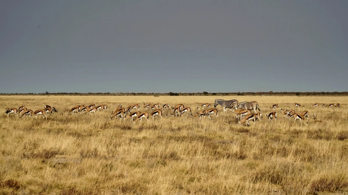 antelope-migration