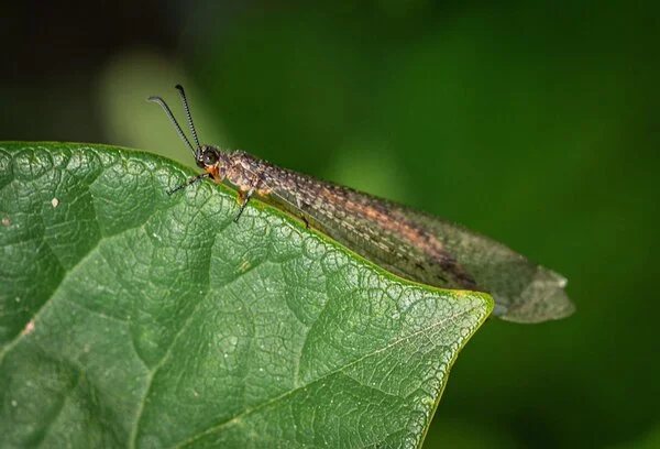 dragonfly-antlion dragonfly-antlion