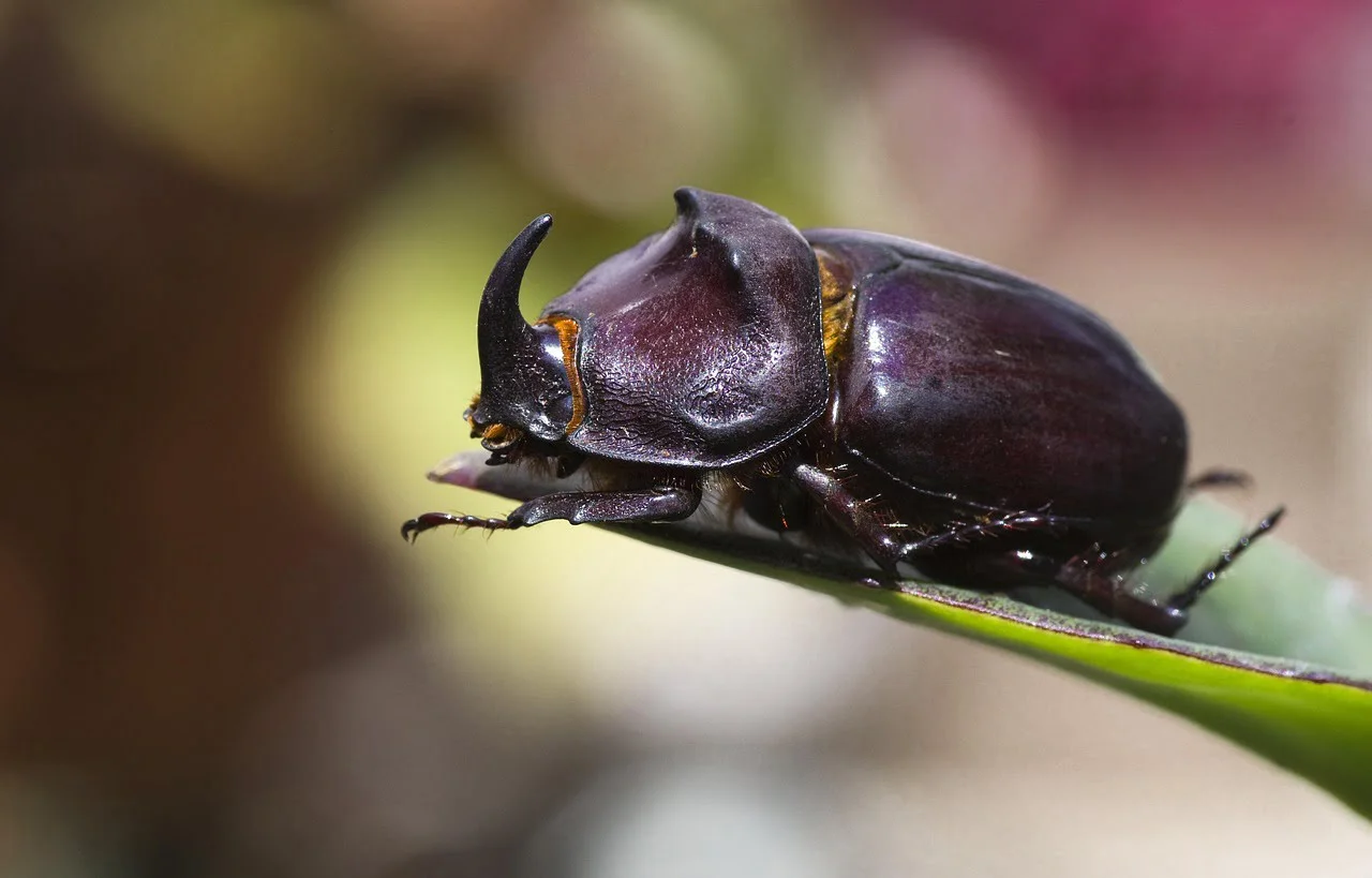 rhinoceros-beetle rhinoceros-beetle