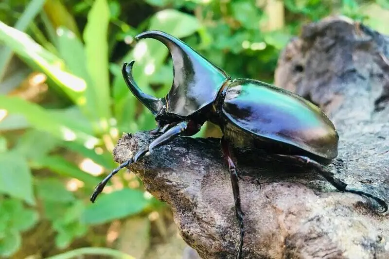 brown-rhinoceros-beetle brown-rhinoceros-beetle