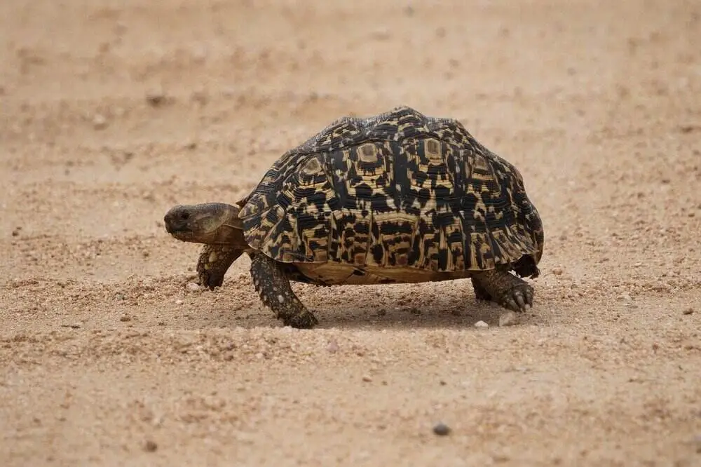 leopard-tortoise leopard-tortoise