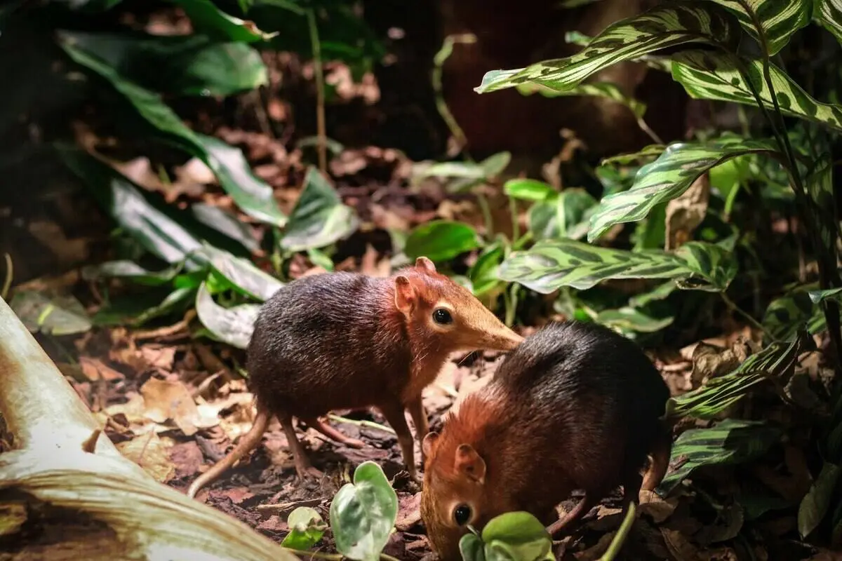 elephant-shrew elephant-shrew