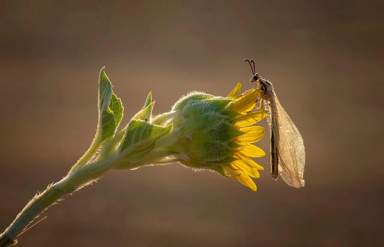 myrmeleon