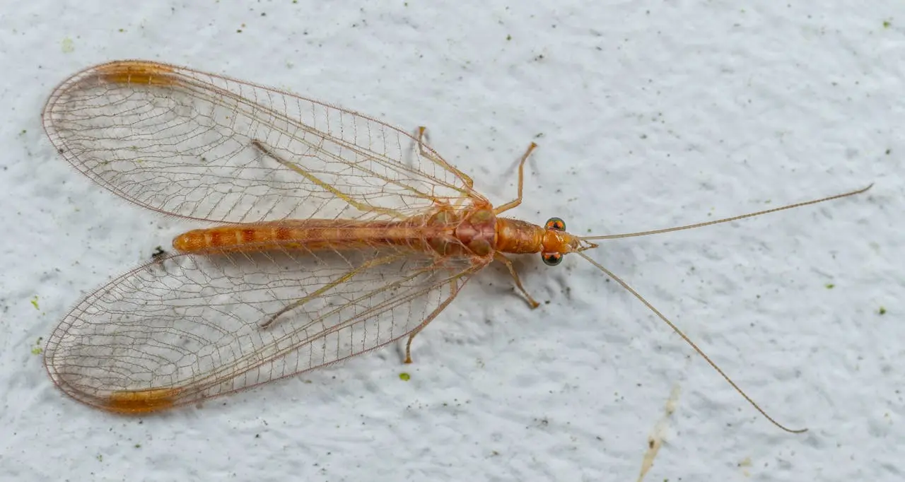 antlion-type antlion-type