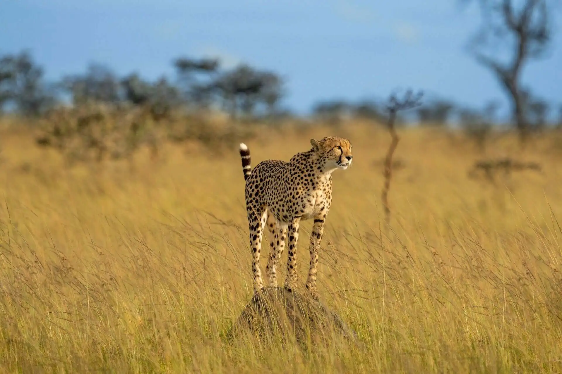 cheetah-in-open-plain
