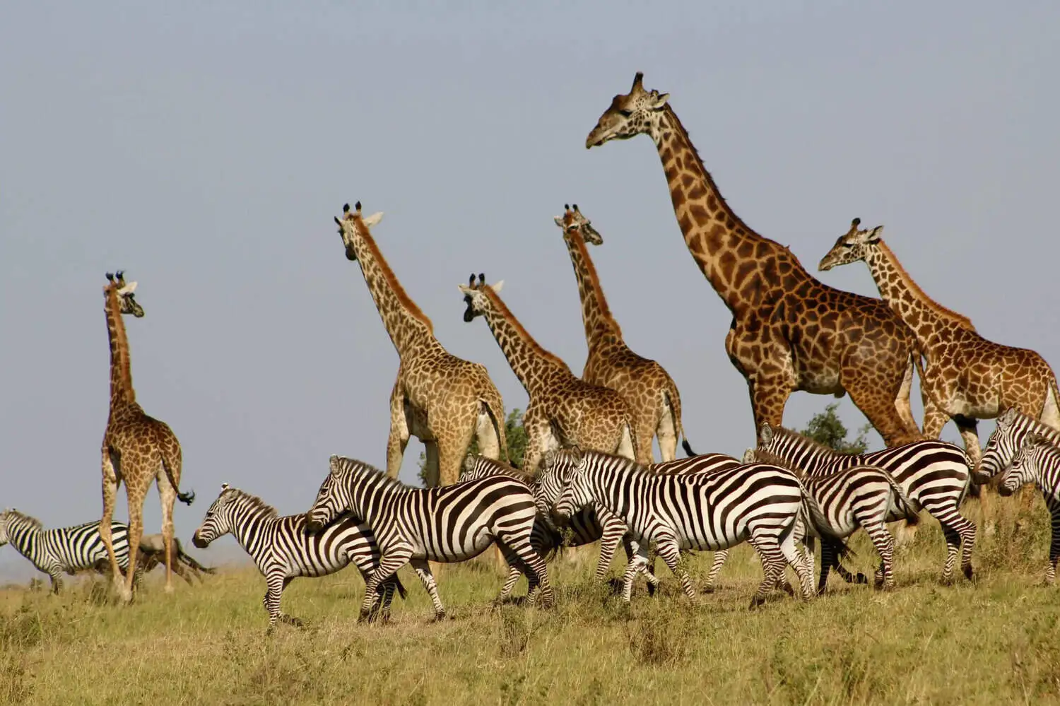 big-cats-giraffe-zebra big-cats-giraffe-zebra