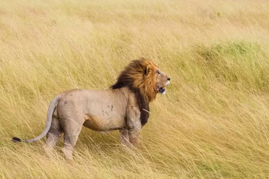 African Lion in Savanna