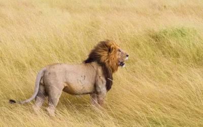 6 African Animals That Are More Dangerous Than Lions