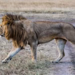 African Lion