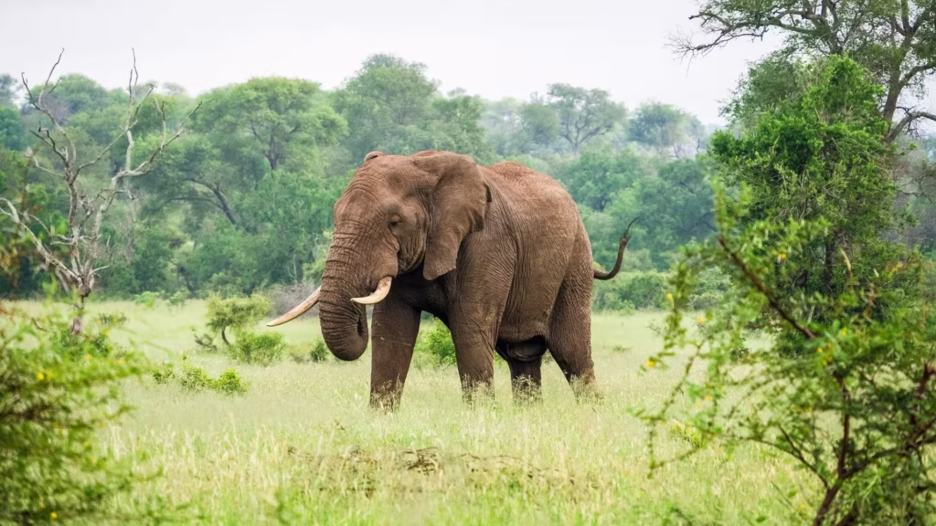 Elephant in Africa