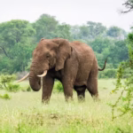 Elephant in Africa