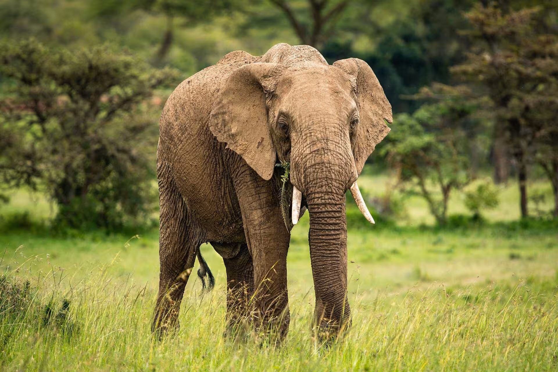 Masai Mara African Elephant