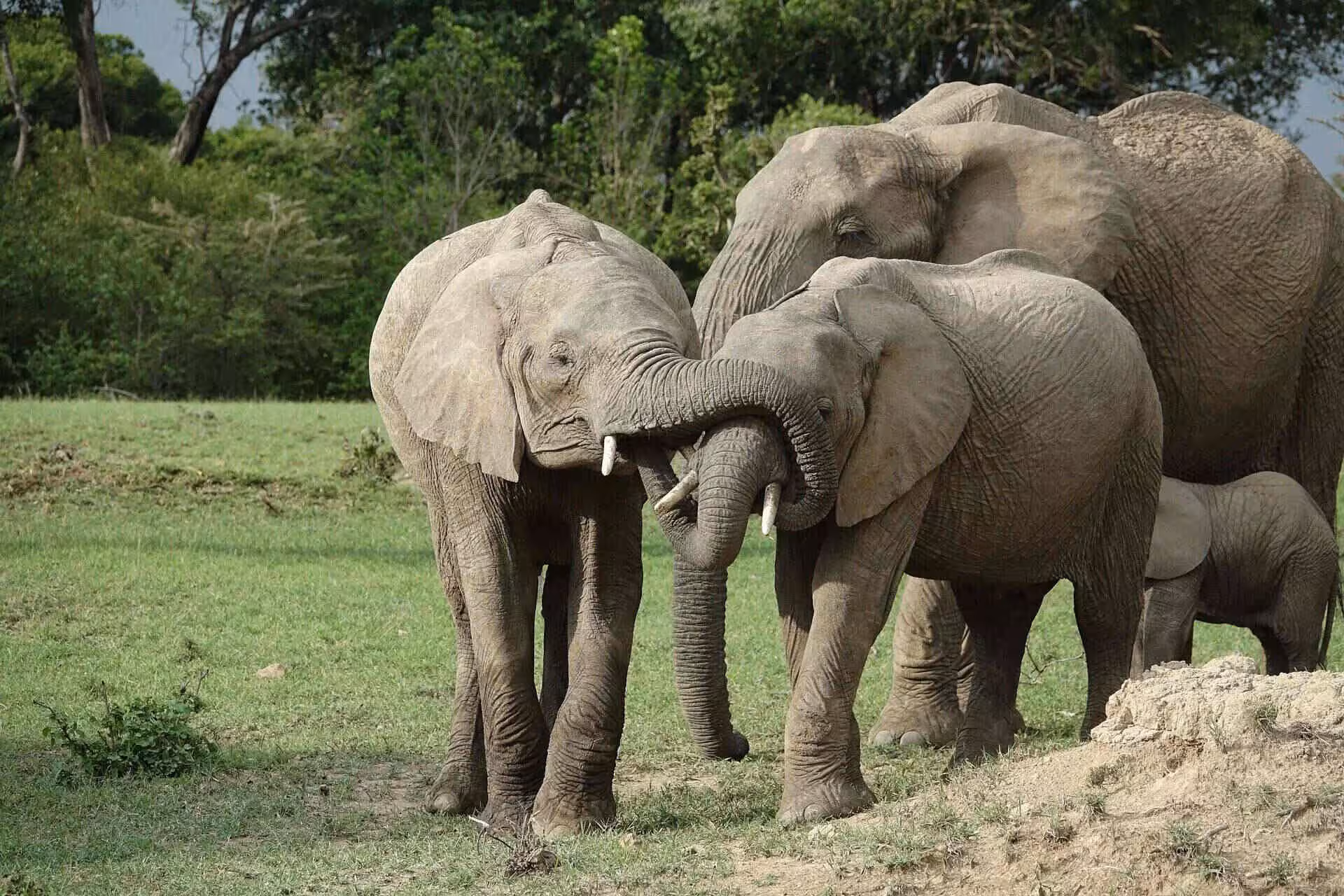 Family of elephant in masai mara