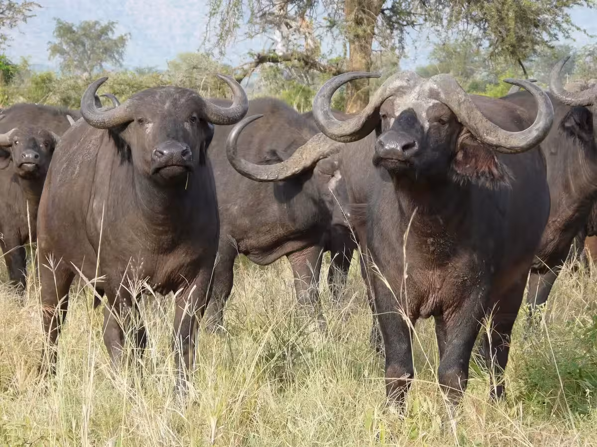 Cape Buffalo in Africa