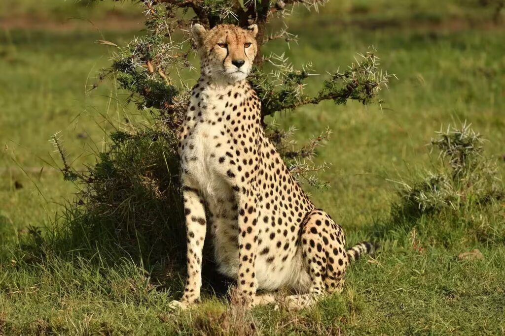 Masai Mara Cheetah