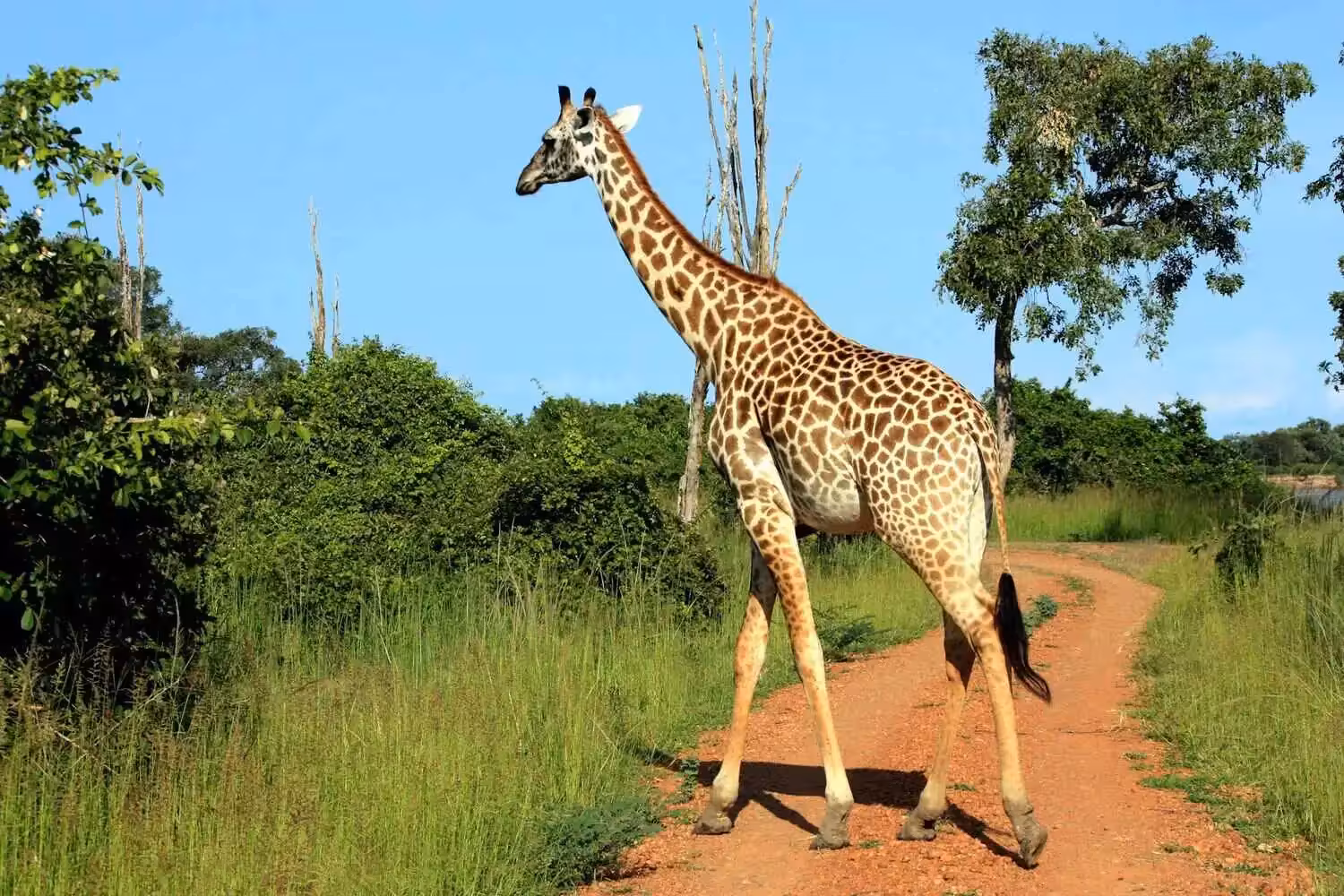 giraffe-south-luangwa Best Time to visit South Luangwa national park