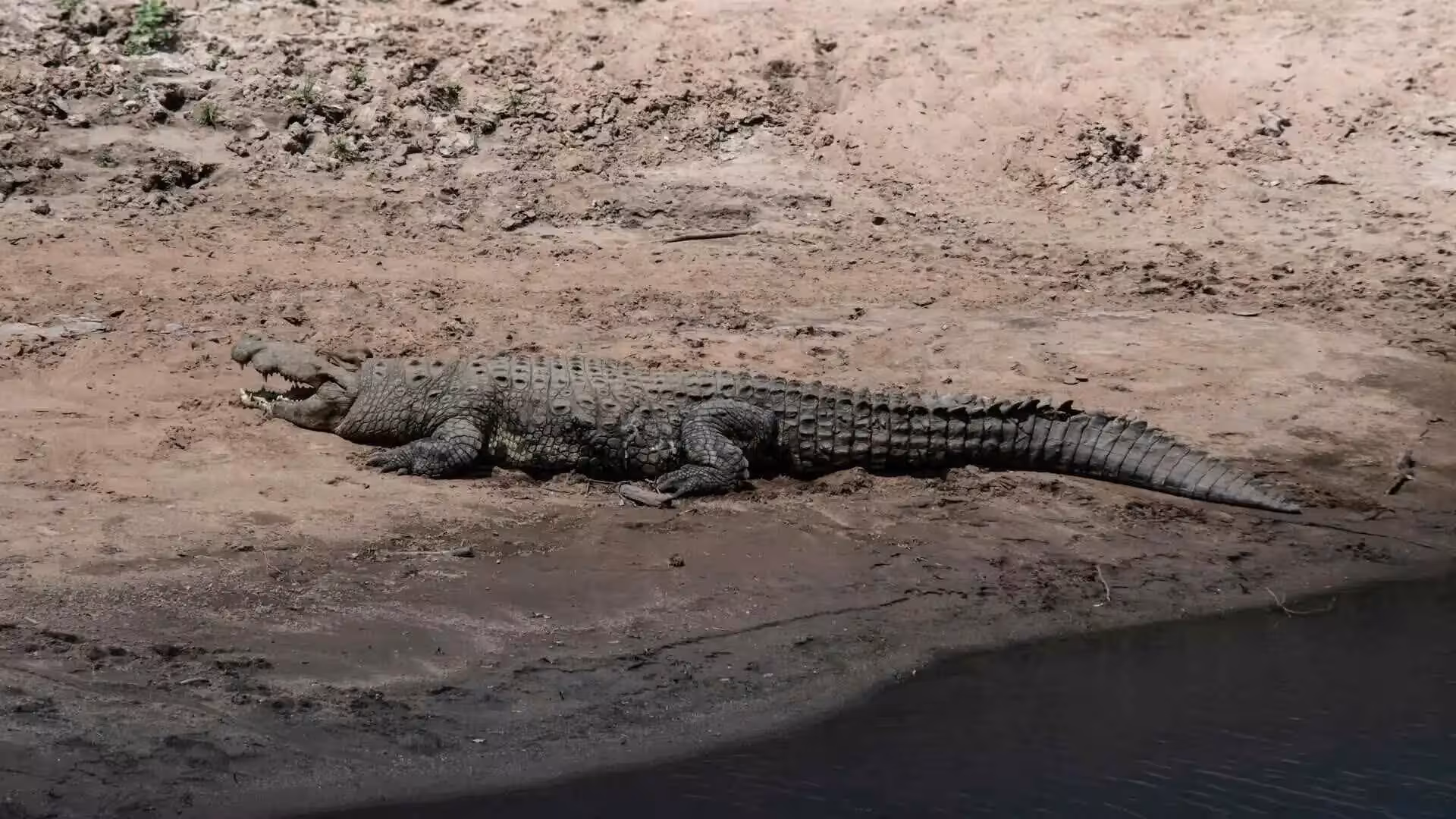 nile-crocodile-mara-river nile-crocodile-mara-river