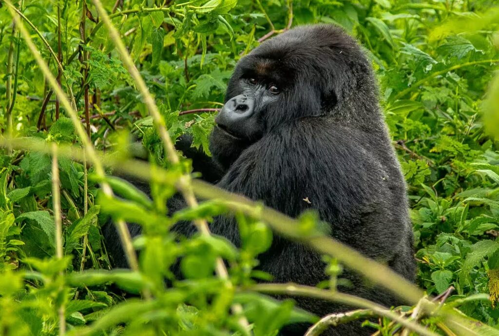 Mountain Gorilla Mountain Gorilla