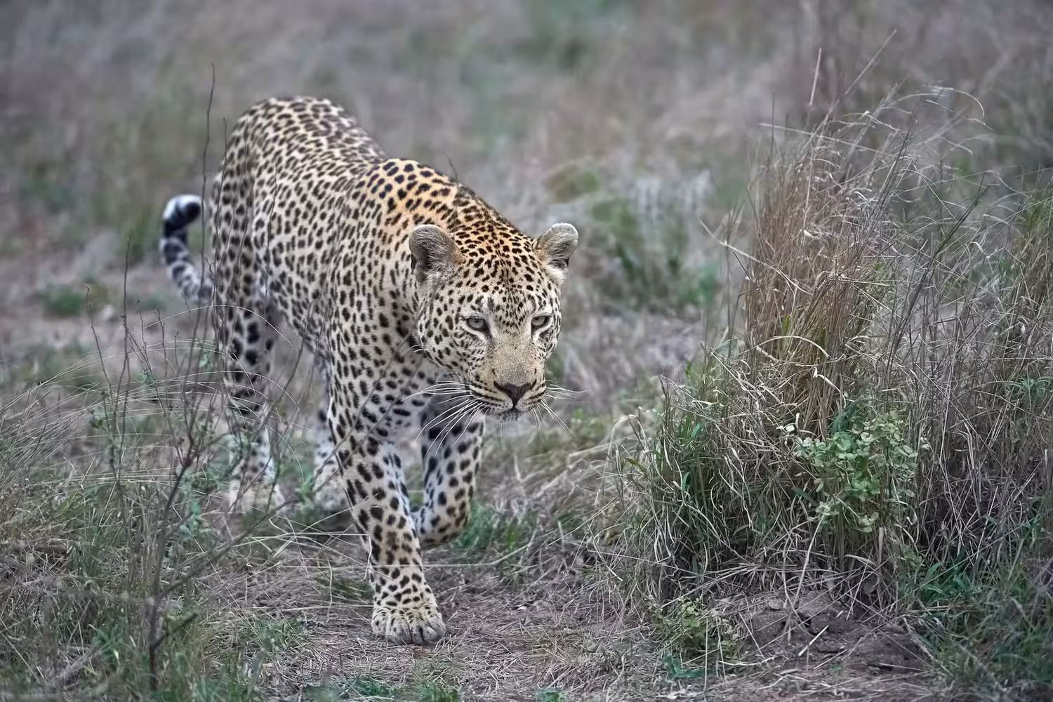 Africa Leopard Walking Africa Leopard Walking
