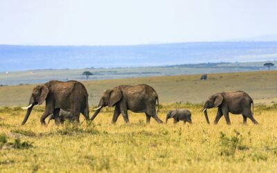 Can You Self-Drive in the Masai Mara? A Complete 2025 Guide