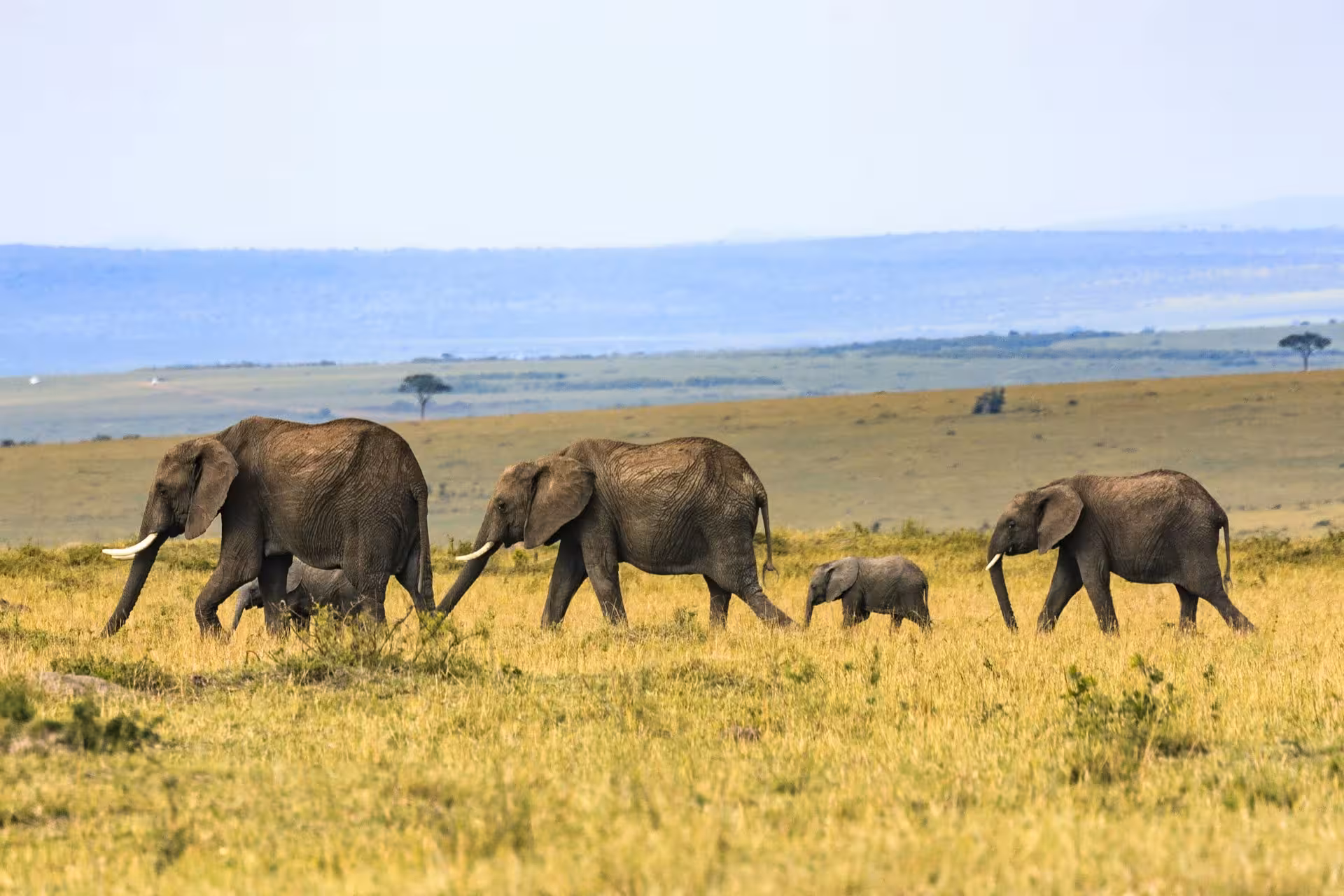 elephant-family