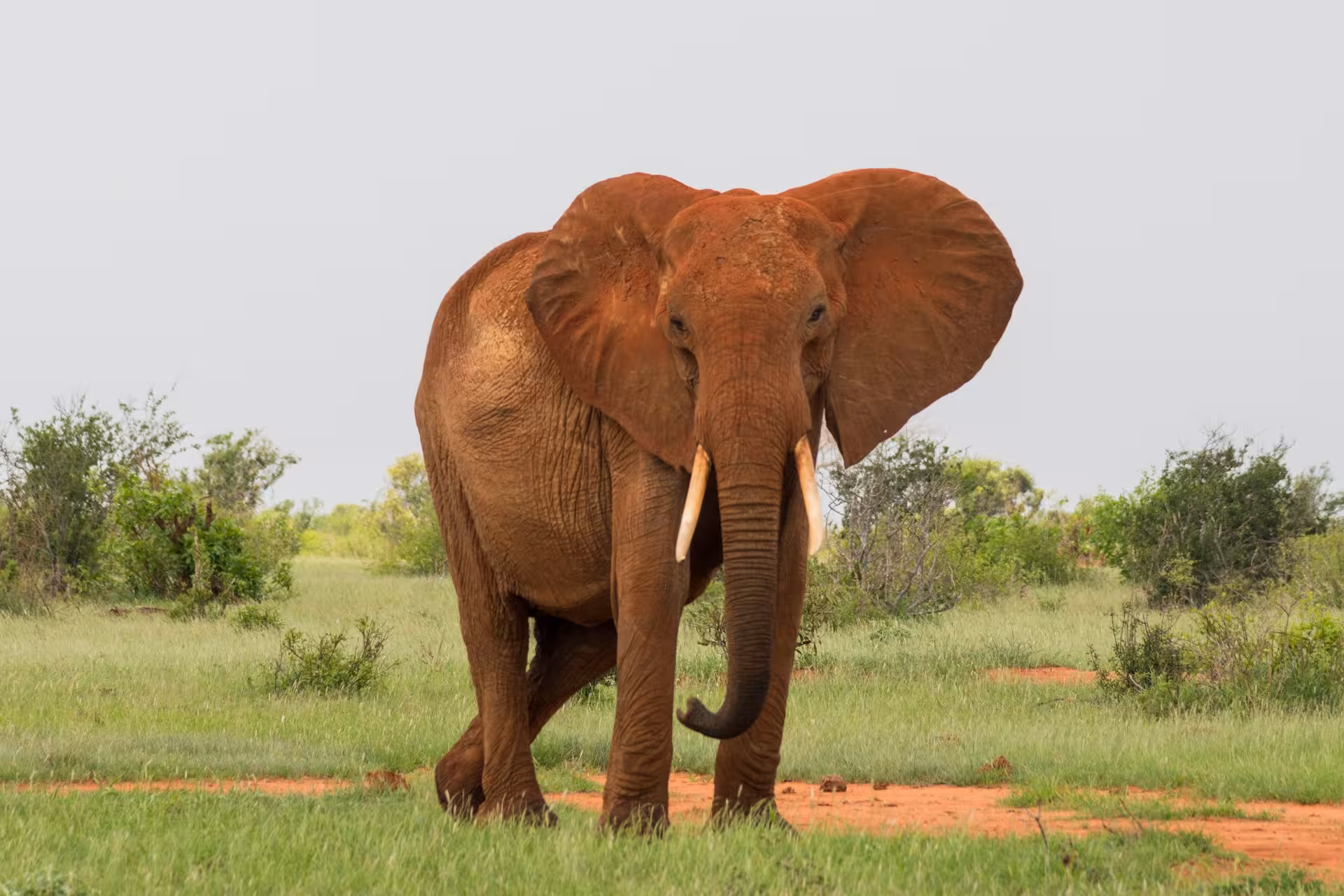Red Elephant Tsavo East and Tsavo West Safari