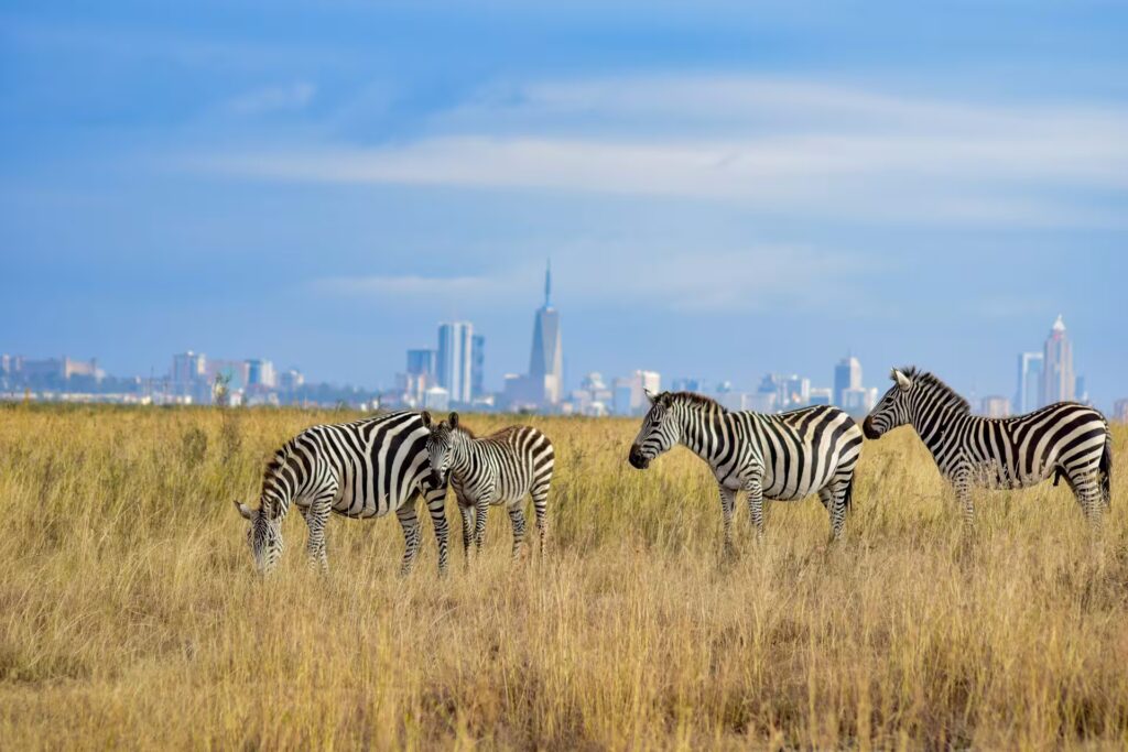 nairobi-national-park