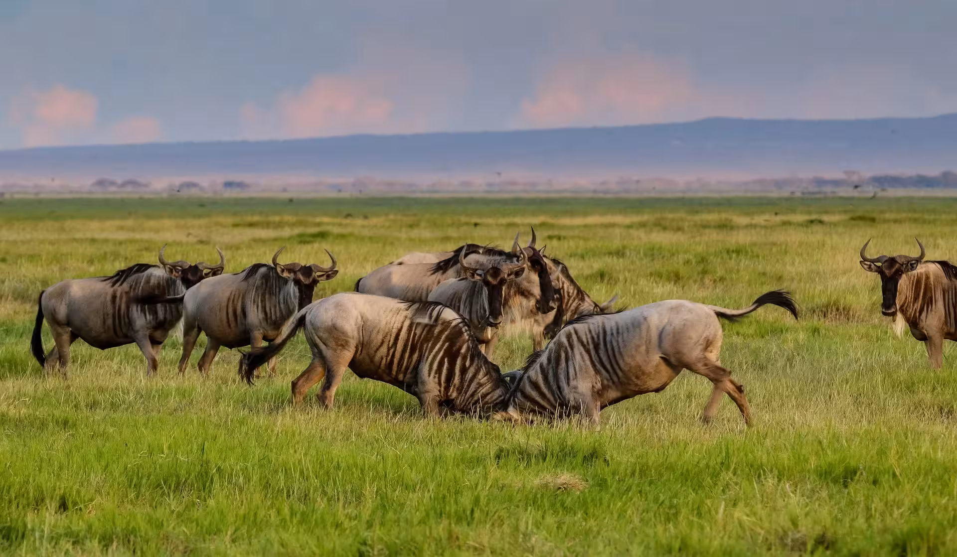 Wildebeest Fighting in Amboseli Wildebeest Fighting in Amboseli