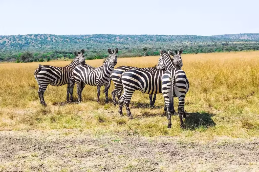 Akagera zebra sky