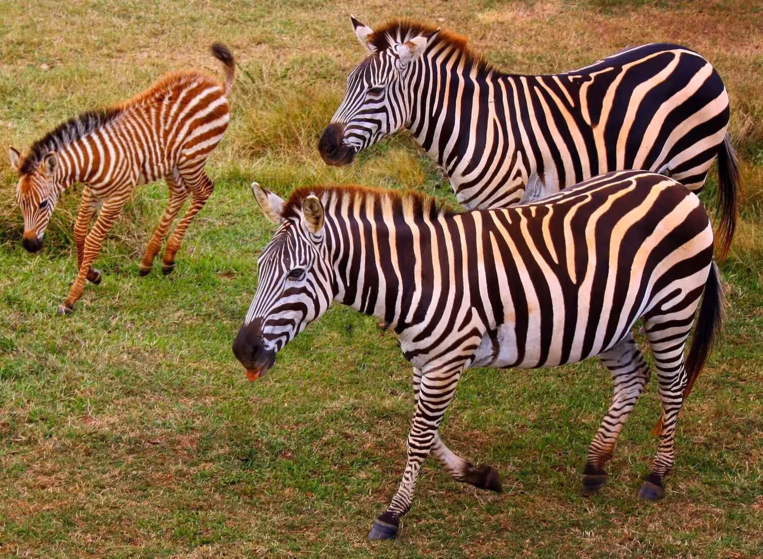 Group of zebra standing on green grass