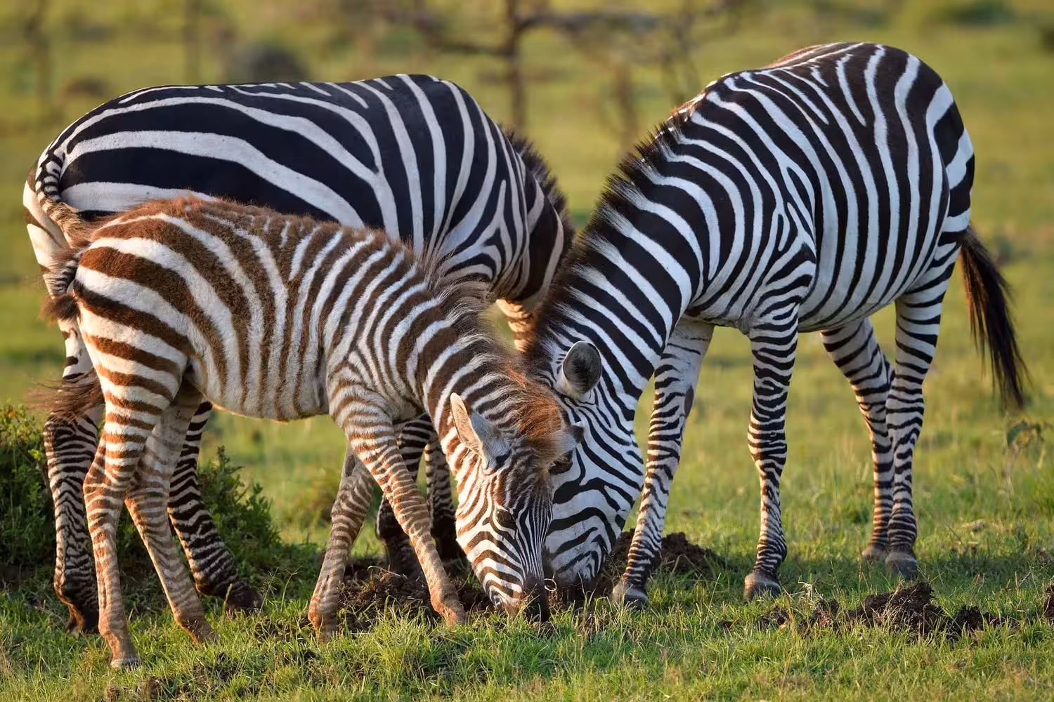 herd of zebra in masai mara