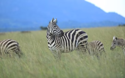 Planning a Masai Mara Adventure from the USA