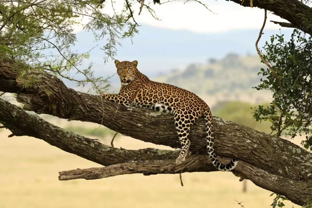 African leopard on Tree